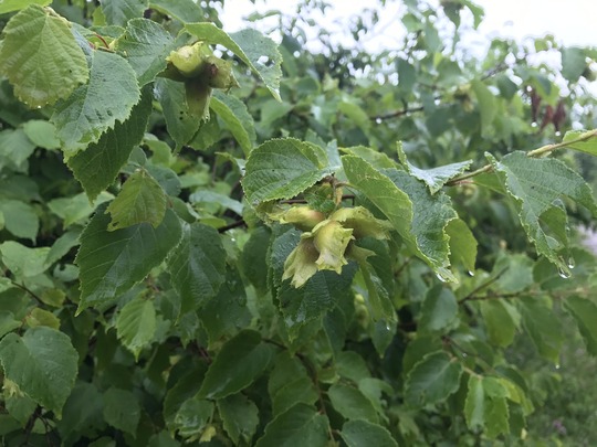 American Hazelnut by Eli Sagor