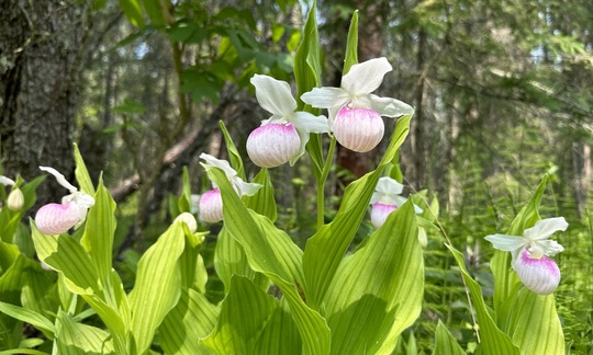 Showy Lady's Slippers at Iron Spring Bog SNA