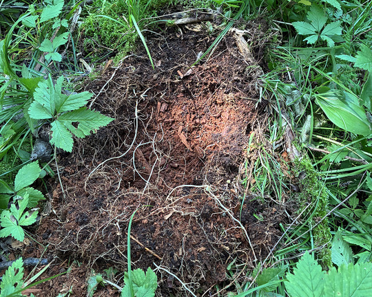 Tree stump torn up by a black bear at Big Island SNA