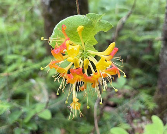 Hairy Honeysuckle at Iron Springs Bog SNA