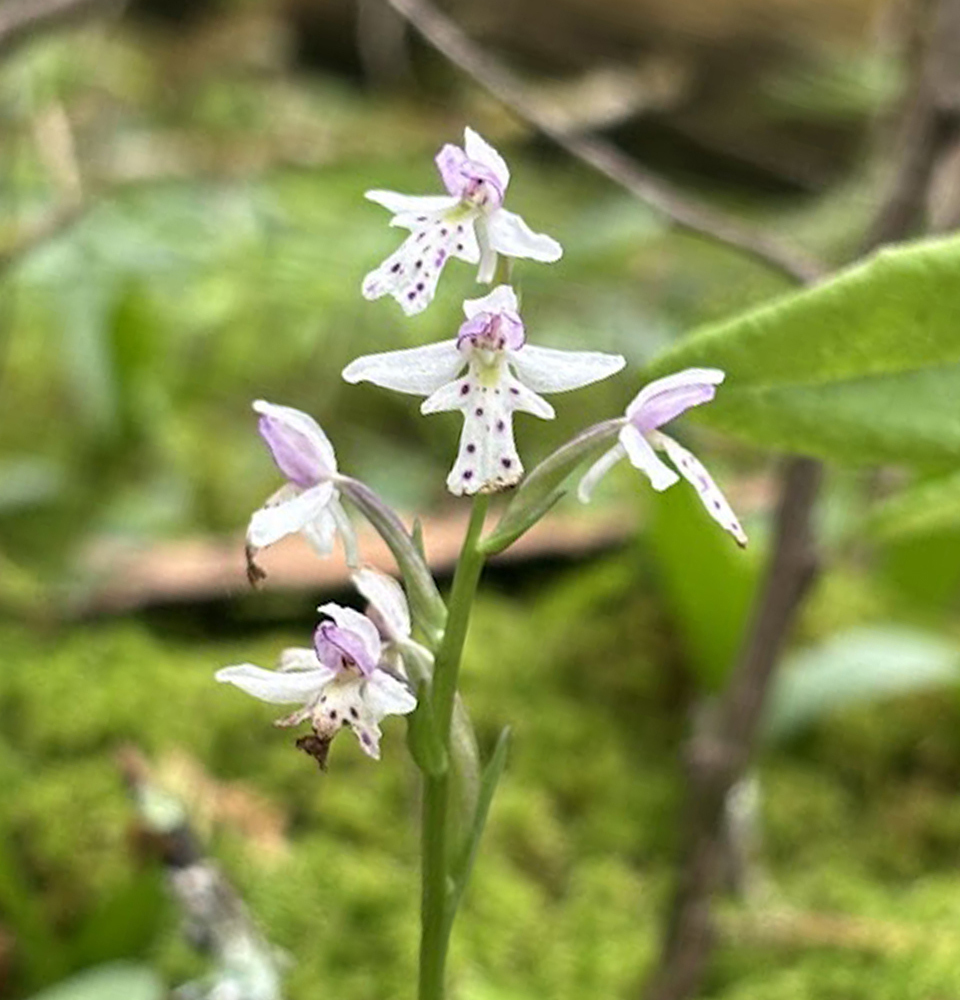 Small round leaved orchid at Iron Springs Bog SNA.
