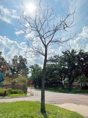 Image shows a young dead tree with no leaves on its limbs in a community setting.