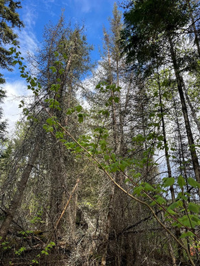 Dying spruce and fir killed by spruce budworm. 