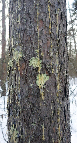 Pitch drips down tamarack bark. 