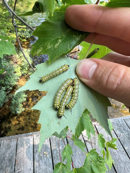 Four yellow and black Greenstriped mapleworms are shown on a maple leaf. 