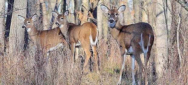 Three does in the fall woods