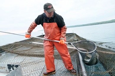 Image showing a commercial fisherman netting whitefish for sale. 