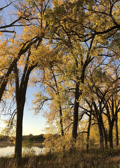 Looking through tall grass and oak trees to a calm lake on a sunny fall day.