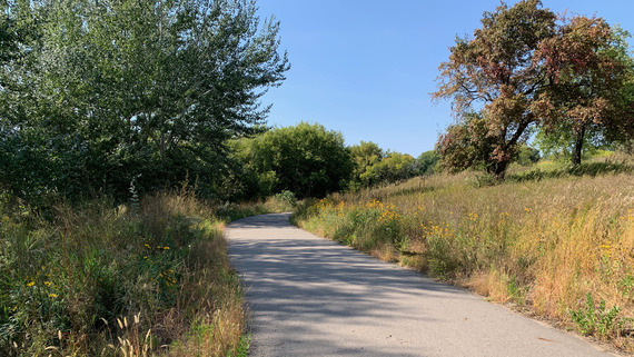 A paved path winds around a golden hillside with oak trees at the top. 