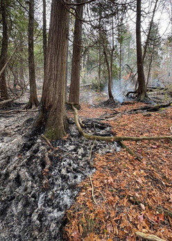 A forest floor is smoldering and half burn. In the distance puffs of smoke waft into the air. 