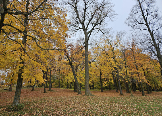 An open picnic area has tall oak trees with orange leaves all around. 