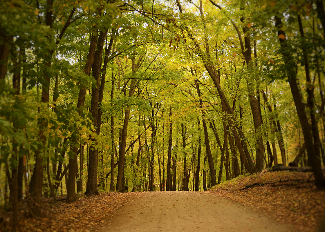 A gravel road leads into a vibrant yellow forest. 