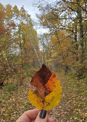 A hand holds up an orange and brown leaf to the camera. 