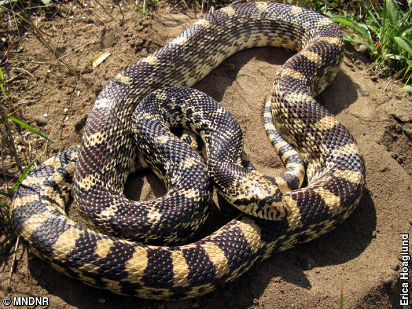gophersnake curled up on the ground