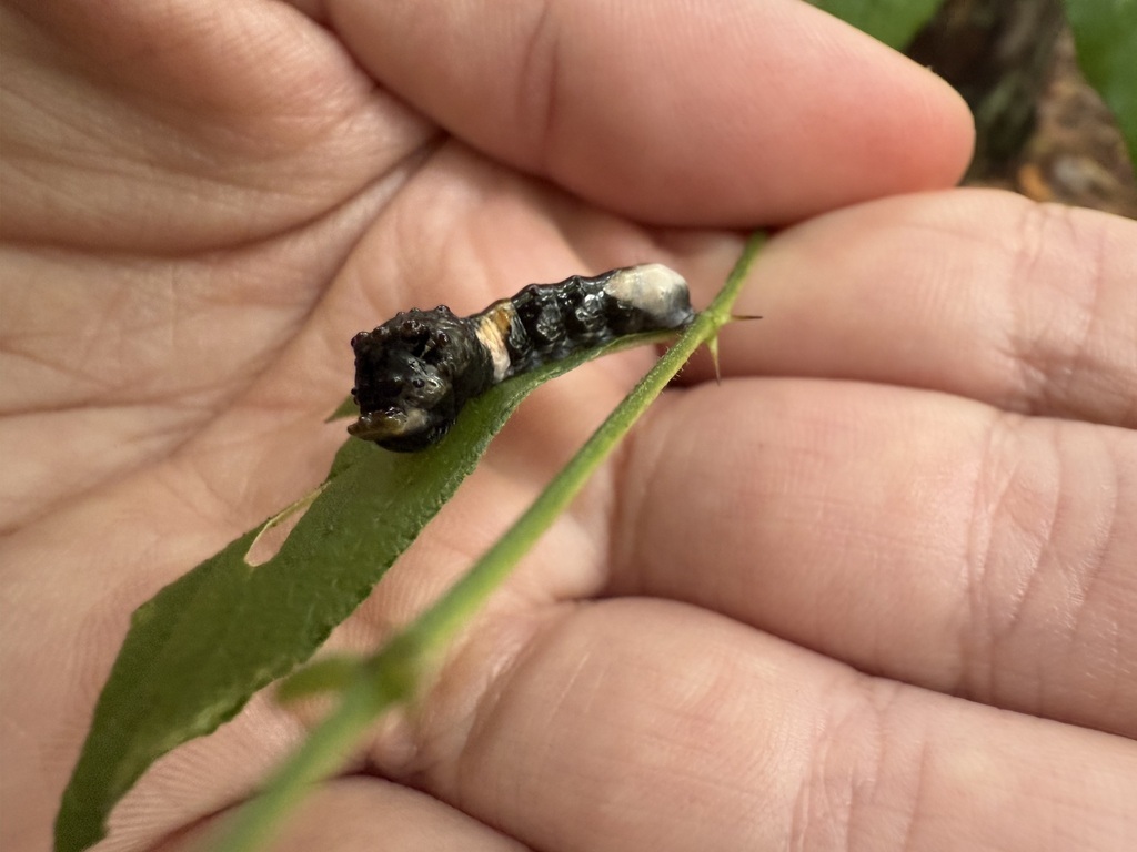 swallowtail caterpillar on grass