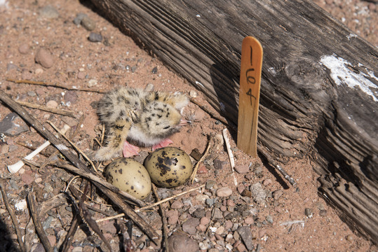 common tern chick on the groung