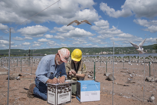 Fred Strand and DNR staff banding common tern chicks. 