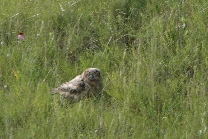 short eared owl