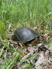 Blanding's turtle 