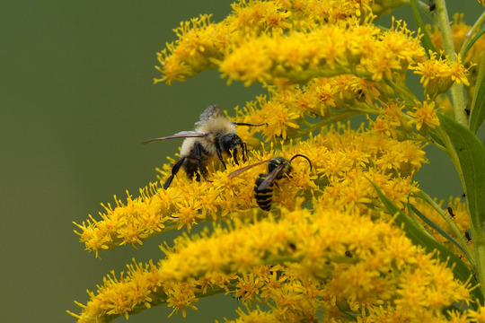 Photo of a bumble bee and yellowjacket on goldenrod. Photo taken by U.S.F.W.S. (public domain). 