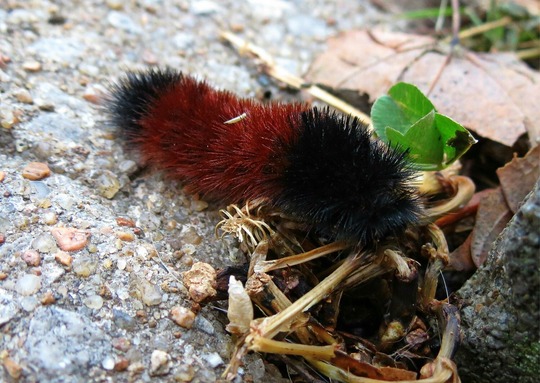 woolly bear caterpillar