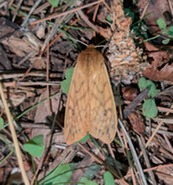 isabella tiger moth