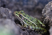 northern leopard frog