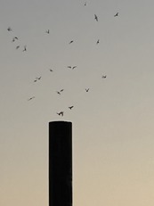 Chimney swifts entering a roost