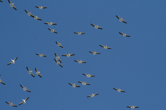 American white pelicans migrating