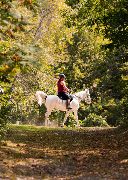 A person rides a lovely white horse through a forest. 