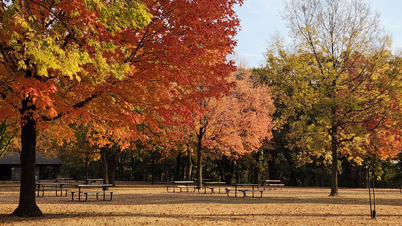 An open area is carpeted with golden leaves with picnic tables spread out. 