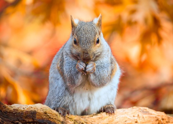 gray squirrel