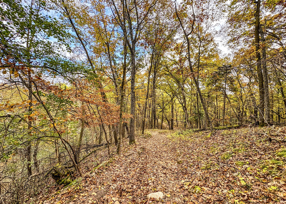 A golden forest path surrounded by tall trees.