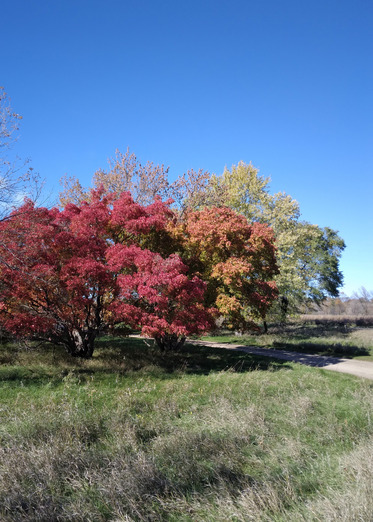 A stand of trees ranges from dark maroon to orange, yellow, and lime green. 