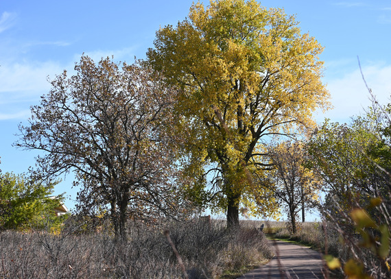 A paved path winds into a tall grass prairie and golden oak trees. 