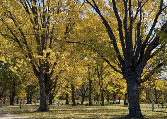 A picnic area is carpeted with golden leaves. 