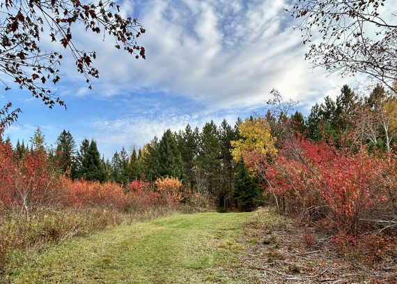 A mowed grass path leads into a forest of tall dark green pines and bright red brush. 