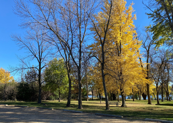 A picnic area and tables are surrounded by golden trees.