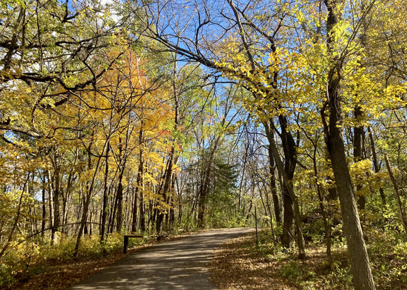  A gravel road leads into a golden forest in fall. 