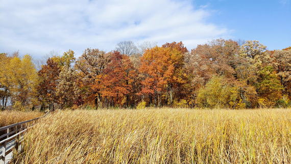 Golden tall grass leads to a stand of trees changing color from green to rusty red in the fall.