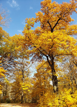 A tree that is vibrant yellow towers over a roadway.