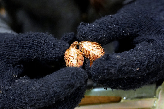 Black spruce cone collection