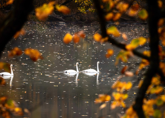 Looking through branches of yellow leaves you see a group of white swans swimming by. 