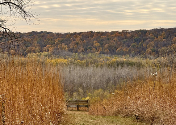 An empty bench is surrounded by golden tall grasses. In the distance a stand of trees is rusty red and orange. 