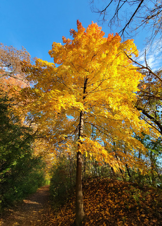 A tall tree is vibrantly yellow and orange in the sunshine of a fall day. 