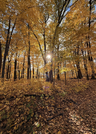 A forest is golden with leaves on the ground and in the canopy of the trees. 