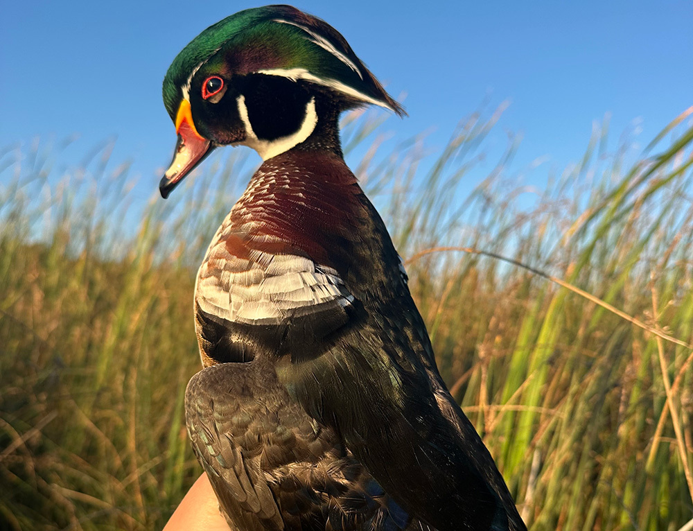 a wood duck held up after harvest with grass in the background