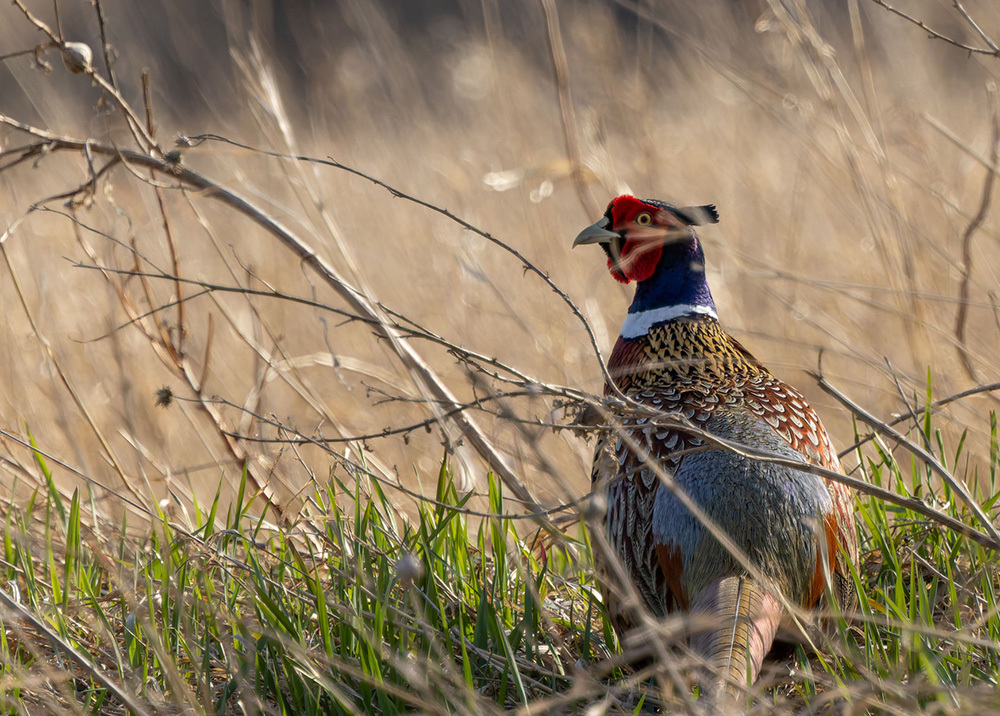 pheasant rooster in grass seen up close