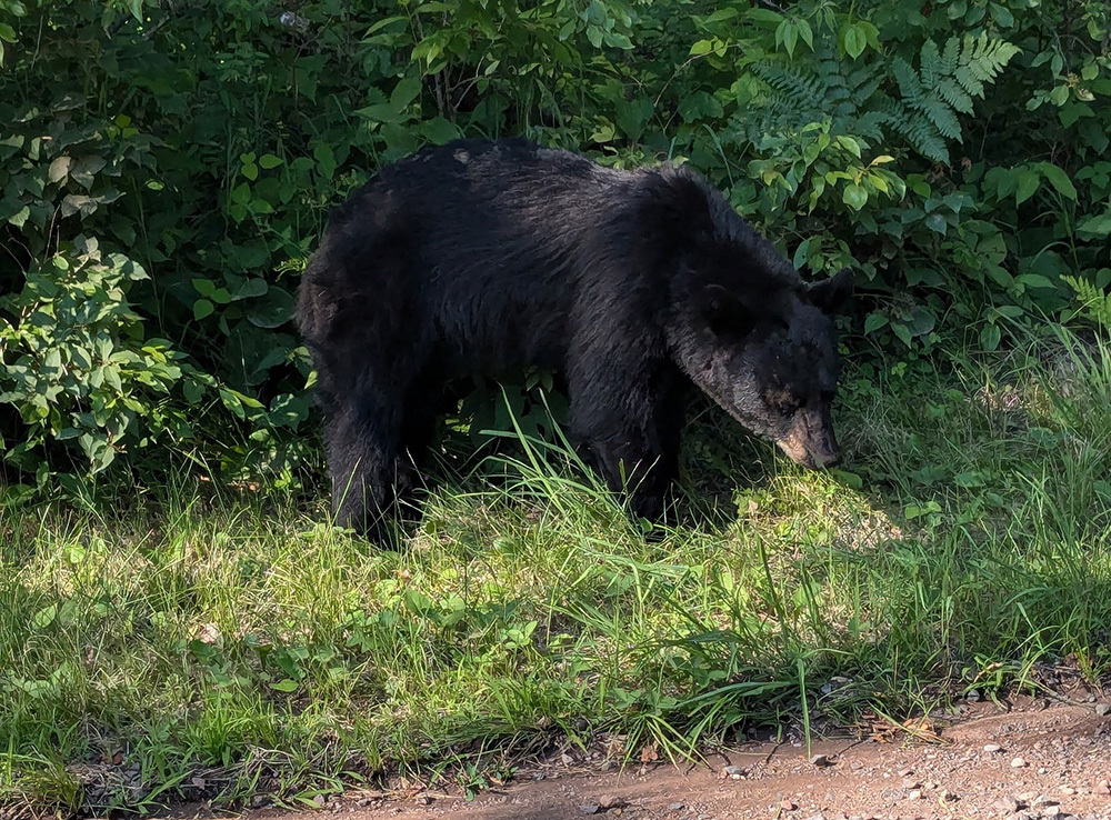 a black bear in grass near a gravel road