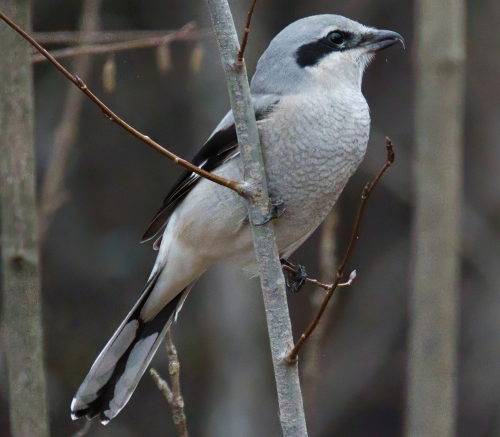 northern shrike